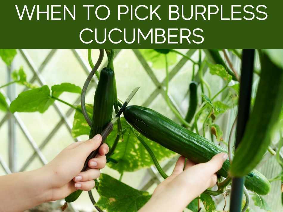 How To Grow Burpless Bush Cucumbers Greenhouse Today