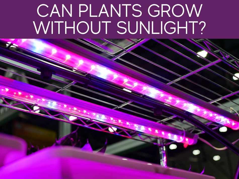 Can plants grow without water? Greenhouse Today