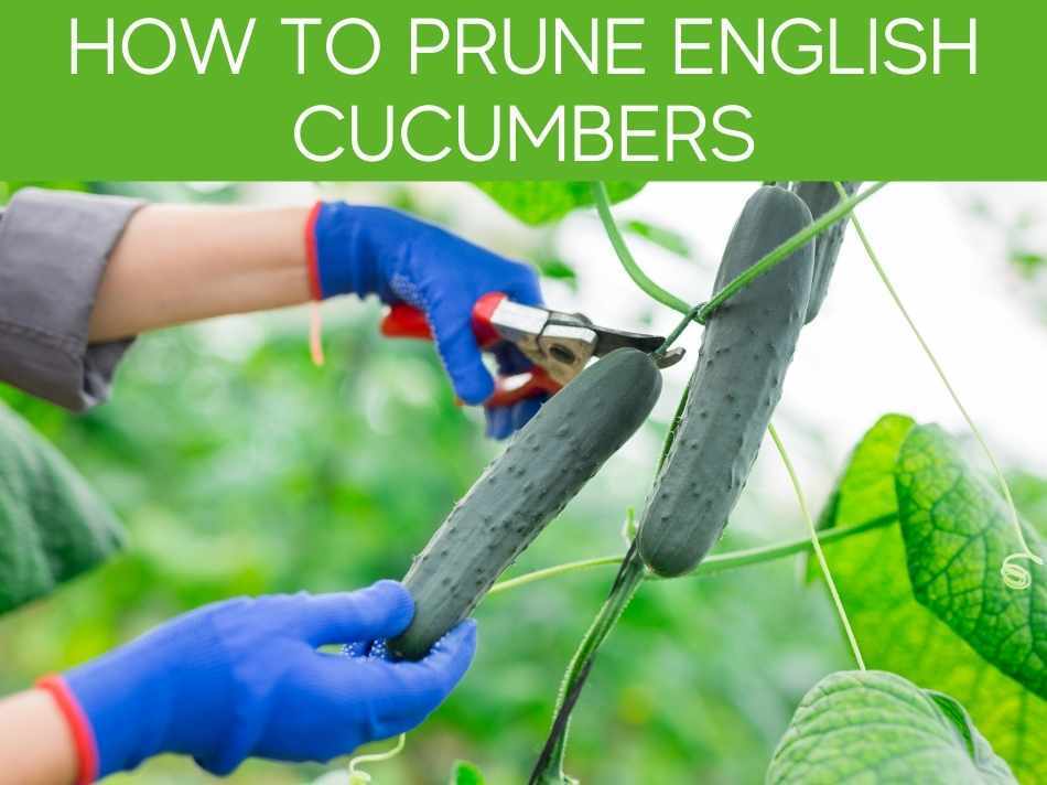 How to grow English cucumber from seed Greenhouse Today