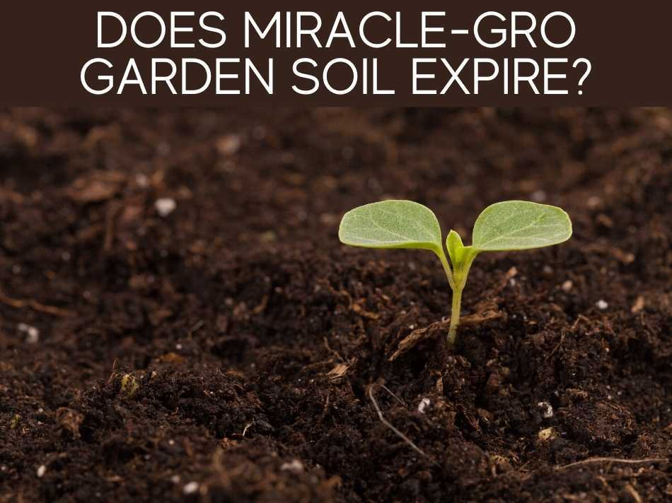 Can I Use MiracleGro Garden Soil In Pots? Greenhouse Today