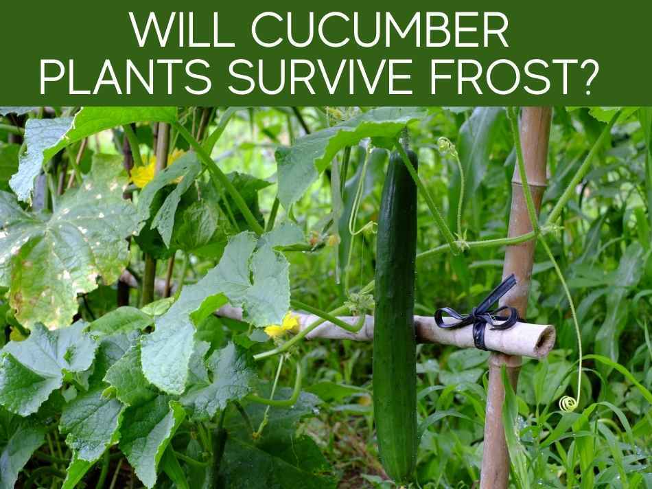 Will frost kill cucumber plants (plus 3 ways to protect them