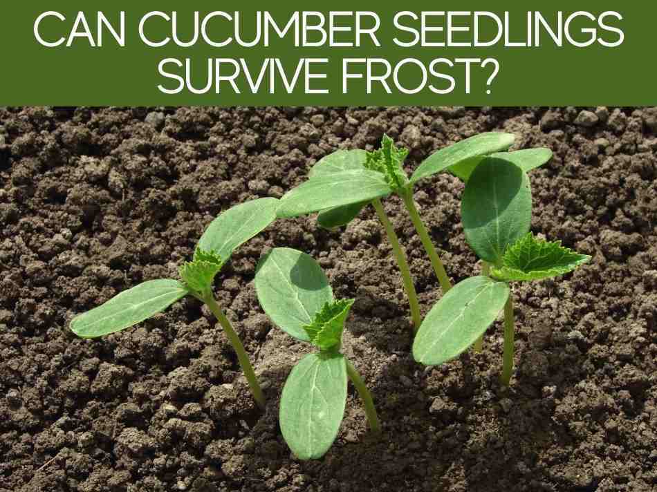 Will frost kill cucumber plants (plus 3 ways to protect them