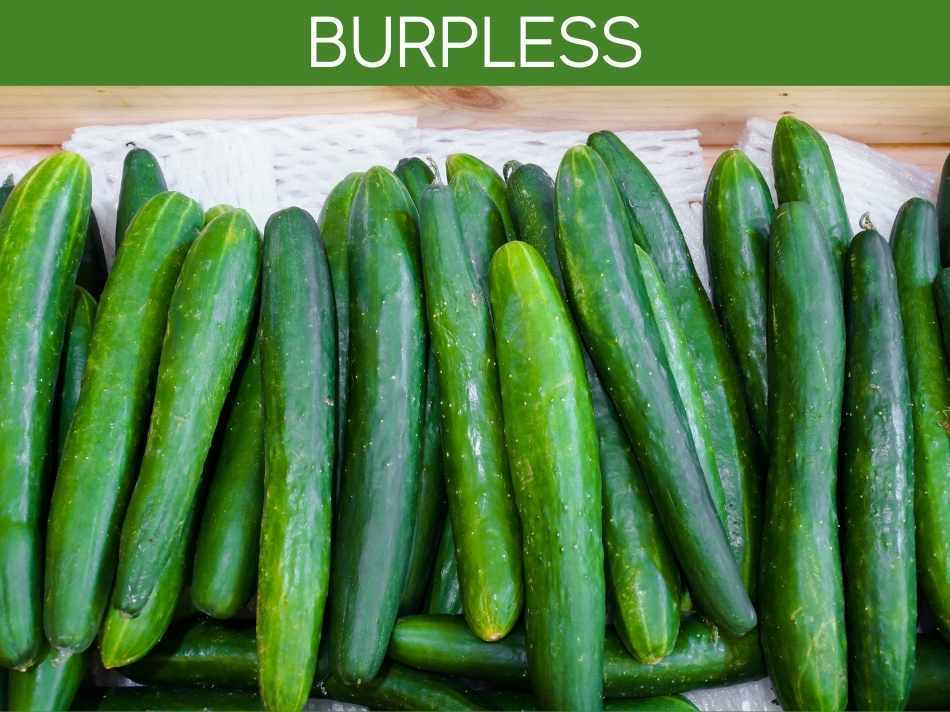 How To Tell When To Pick Cucumbers (3 specific ways) Greenhouse Today