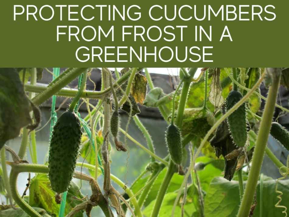 Will frost kill cucumber plants (plus 3 ways to protect them