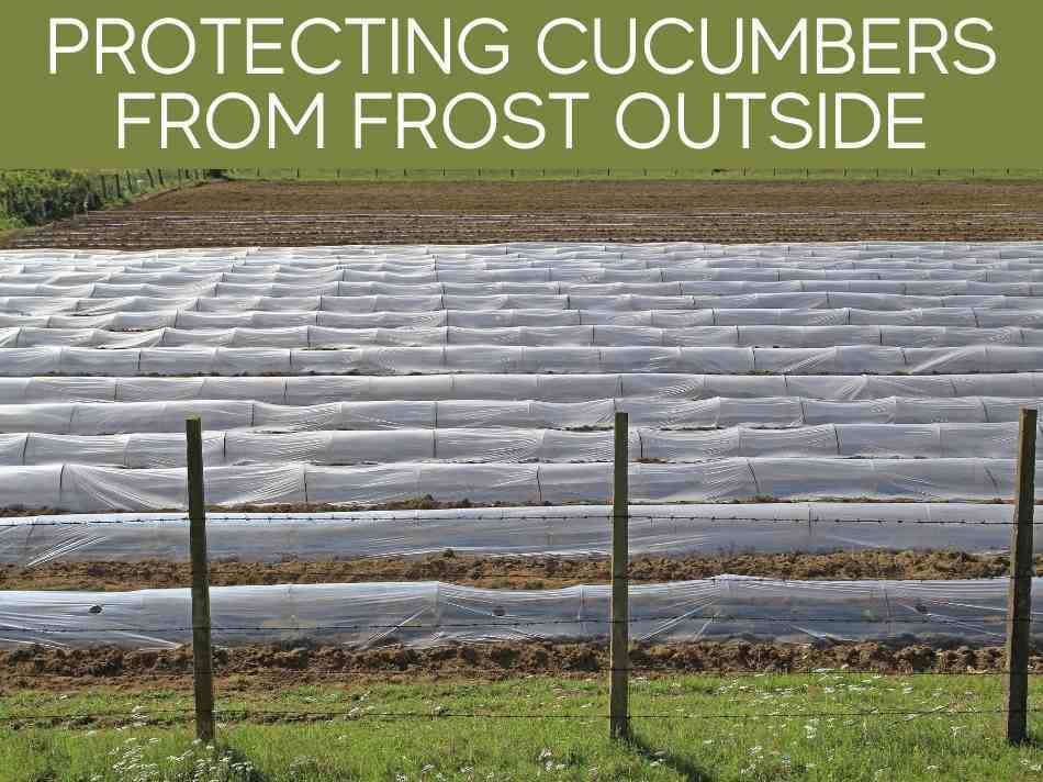 Will frost kill cucumber plants (plus 3 ways to protect them
