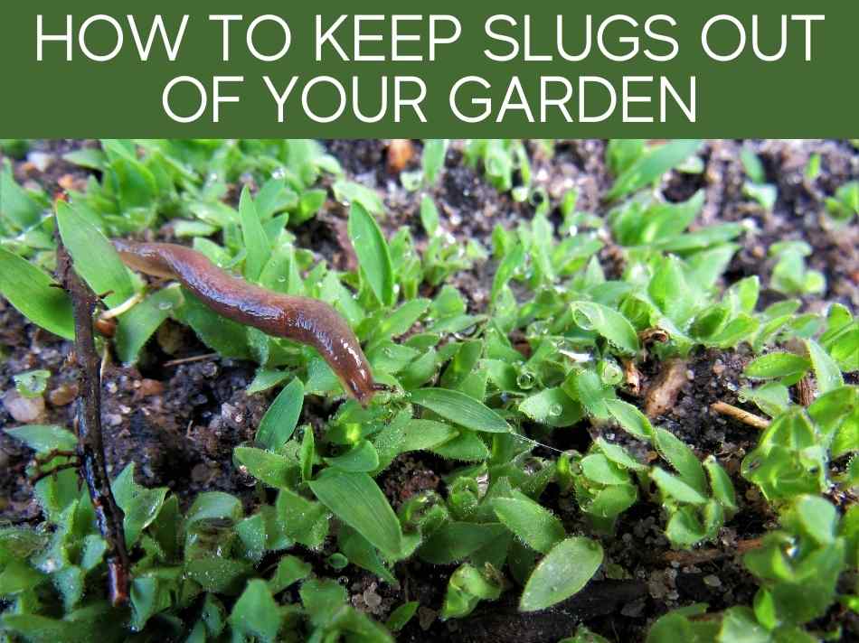 How To Keep Slugs Out Of Your Garden (including the 3 most reliable