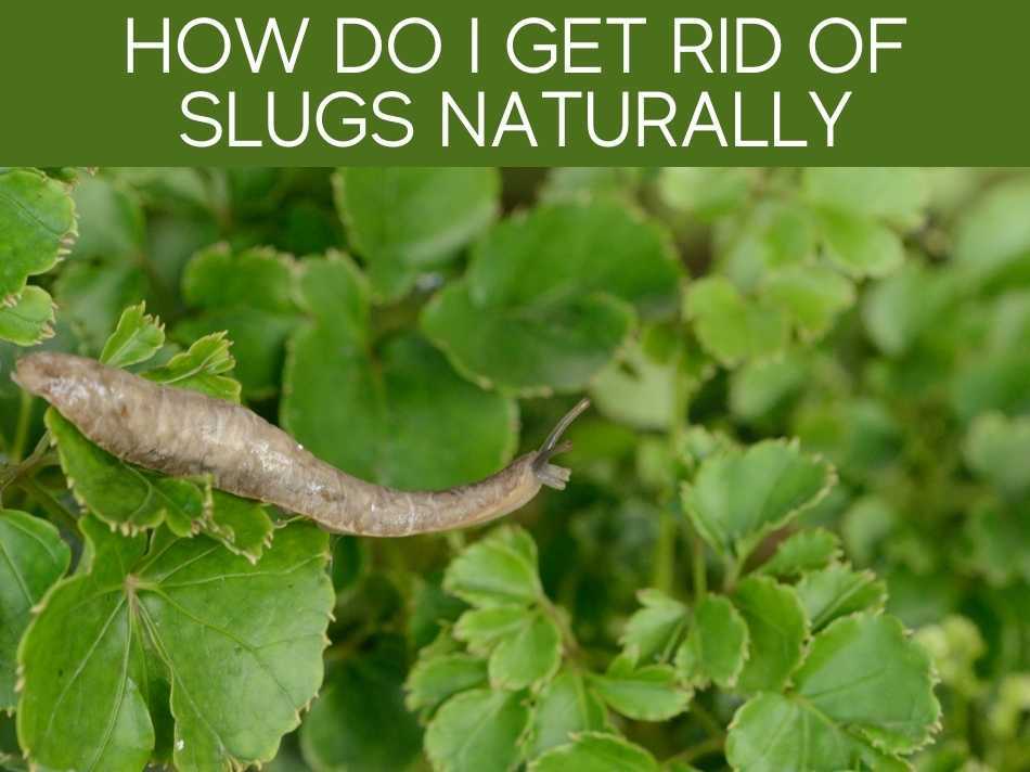 How Do I Get Rid Of Slugs Naturally (6 tried & tested methods