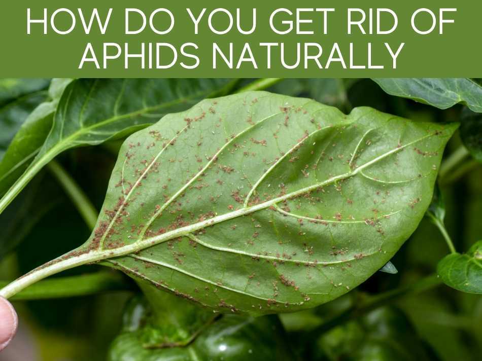 How Do You Get Rid Of Aphids Naturally Greenhouse Today