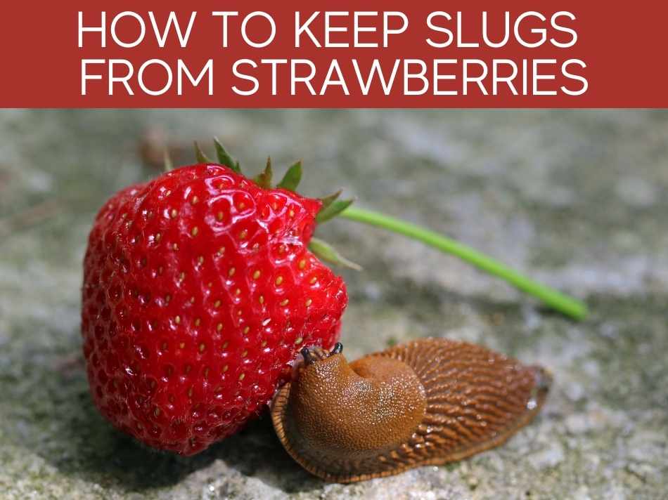 How To Keep Slugs From Strawberries Greenhouse Today