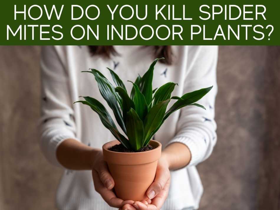 How Do You Kill Spider Mites On Indoor Plants? Greenhouse Today