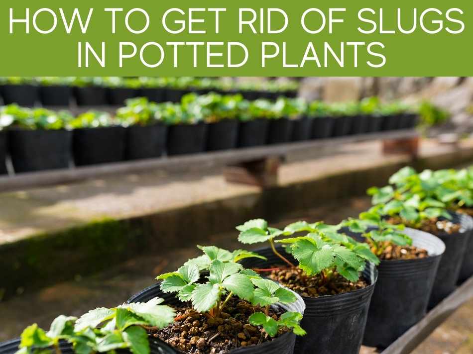 How To Keep Slugs Out Of Your Garden (including the 3 most reliable ways) Greenhouse Today