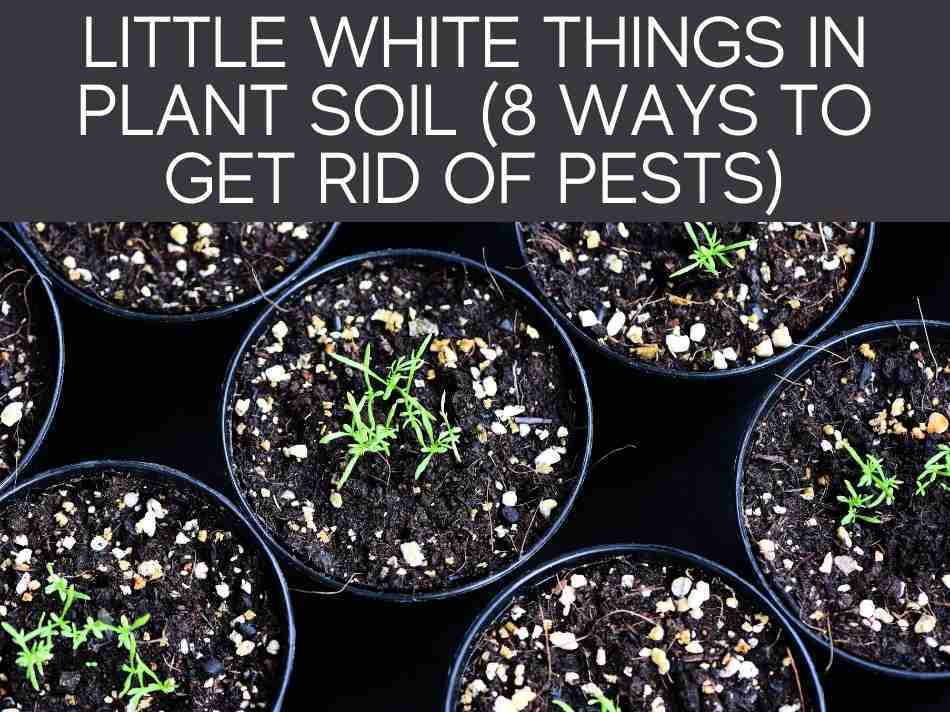 Little White Things In Plant Soil (8 ways to get rid of pests