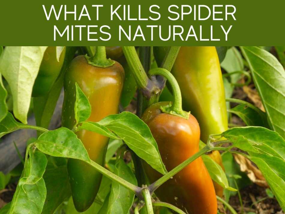 How To Get Rid Of Spider Mites Naturally? Greenhouse Today