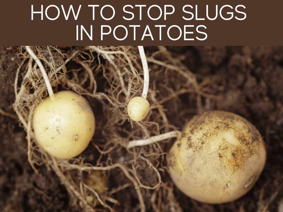 How To Keep Slugs Out Of Your Garden (including the 3 most reliable