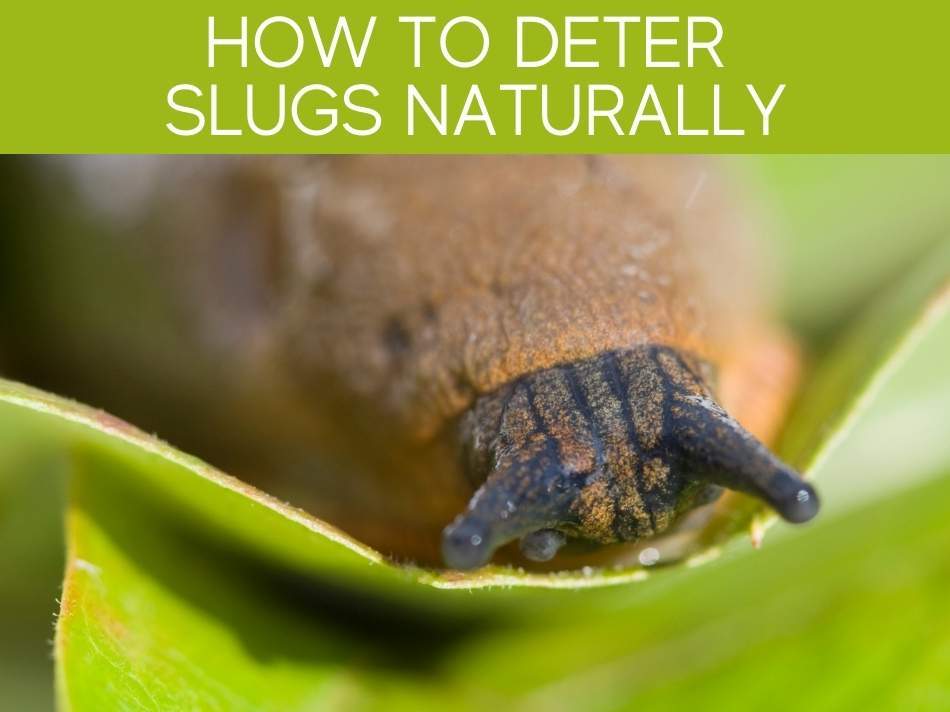 How Do I Get Rid Of Slugs Naturally (6 tried & tested methods