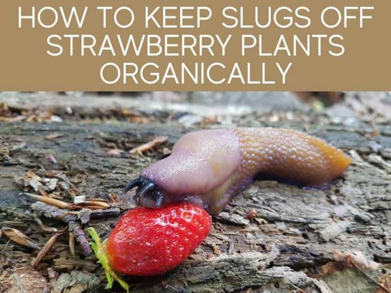 How To Keep Slugs From Strawberries Greenhouse Today