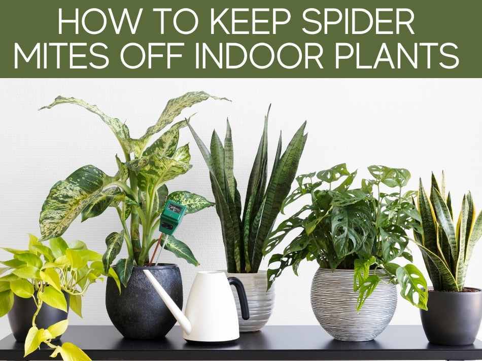 How Do You Kill Spider Mites On Indoor Plants? Greenhouse Today
