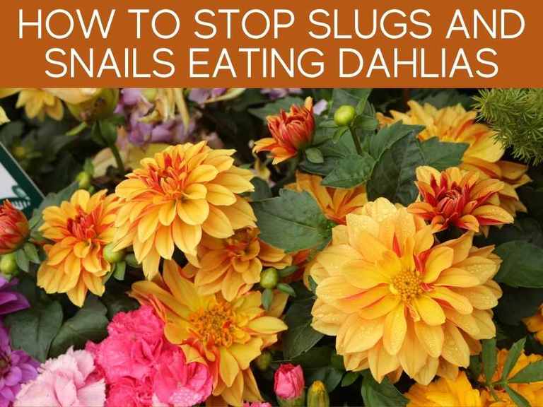 How To Keep Slugs From Eating Hostas Greenhouse Today