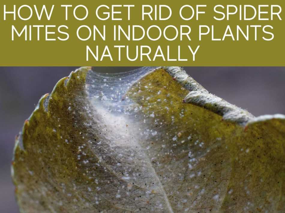 How Do You Kill Spider Mites On Indoor Plants? Greenhouse Today