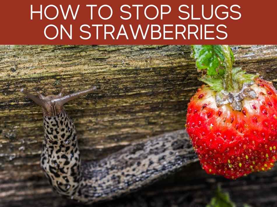How To Keep Slugs From Strawberries Greenhouse Today