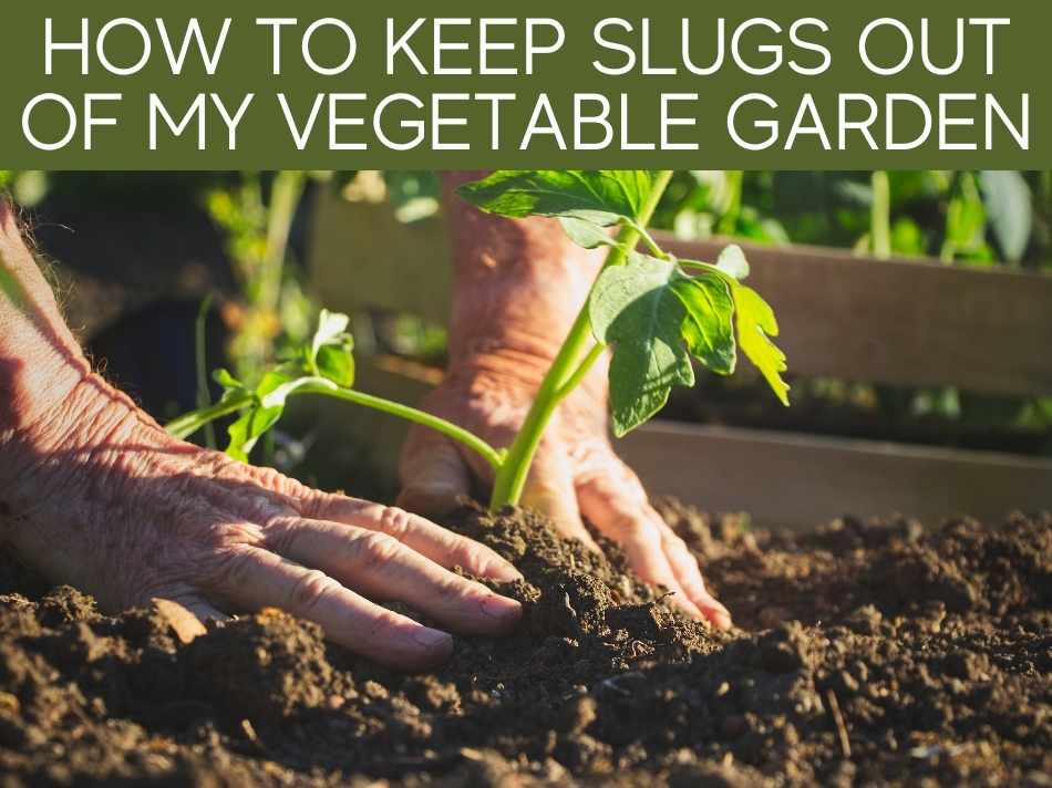 How To Keep Slugs Out Of Your Garden (including the 3 most reliable