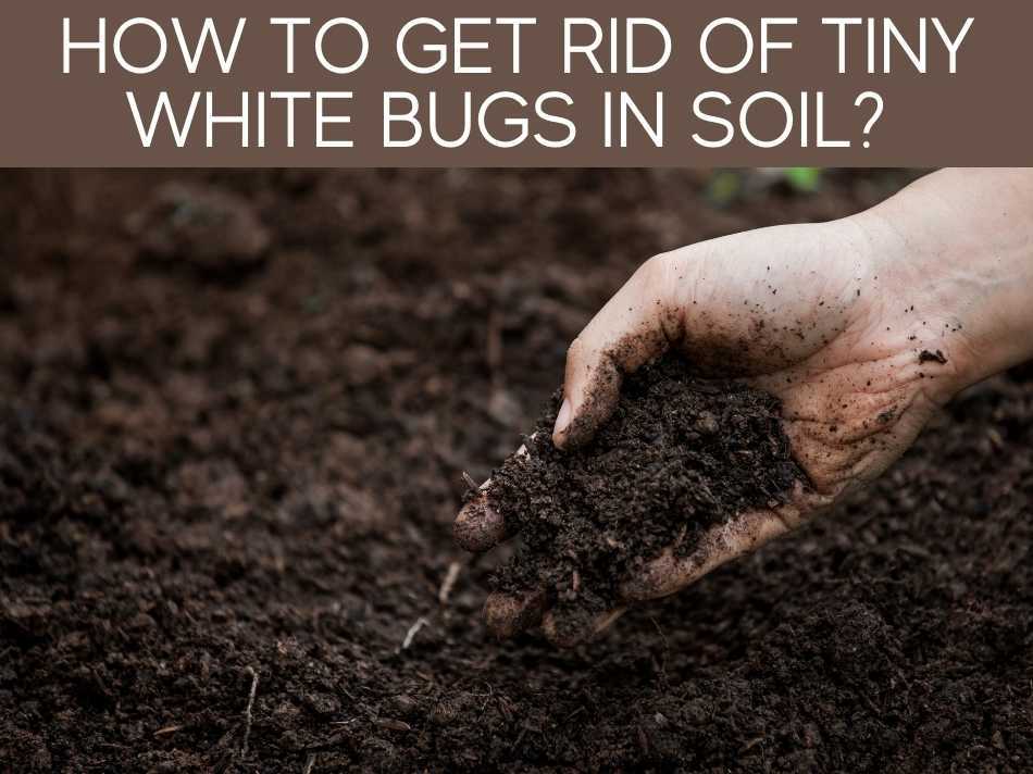 Little White Things In Plant Soil (8 ways to get rid of pests