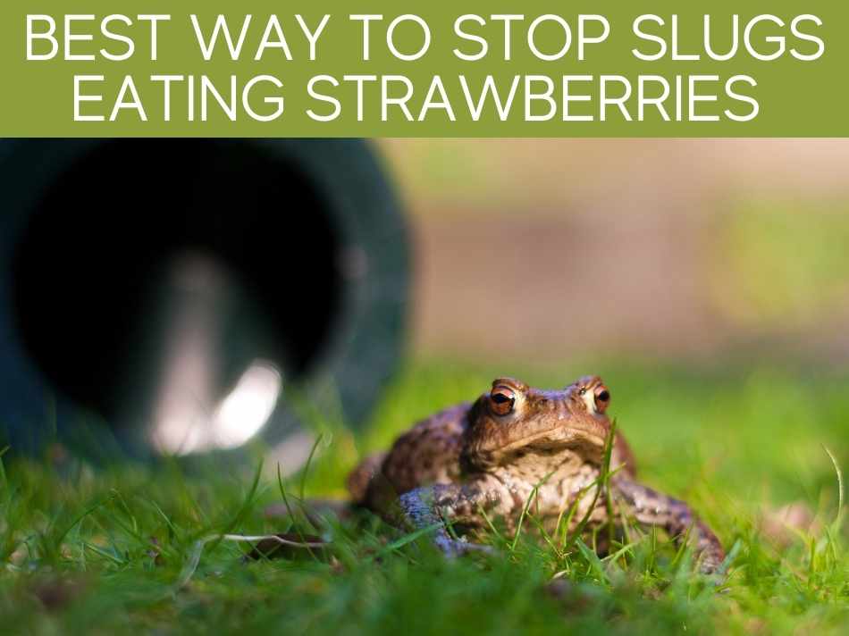How To Keep Slugs From Strawberries Greenhouse Today