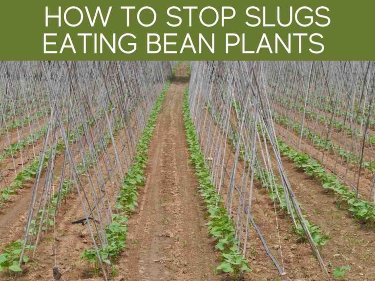 How To Keep Slugs Out Of Your Garden (including the 3 most reliable