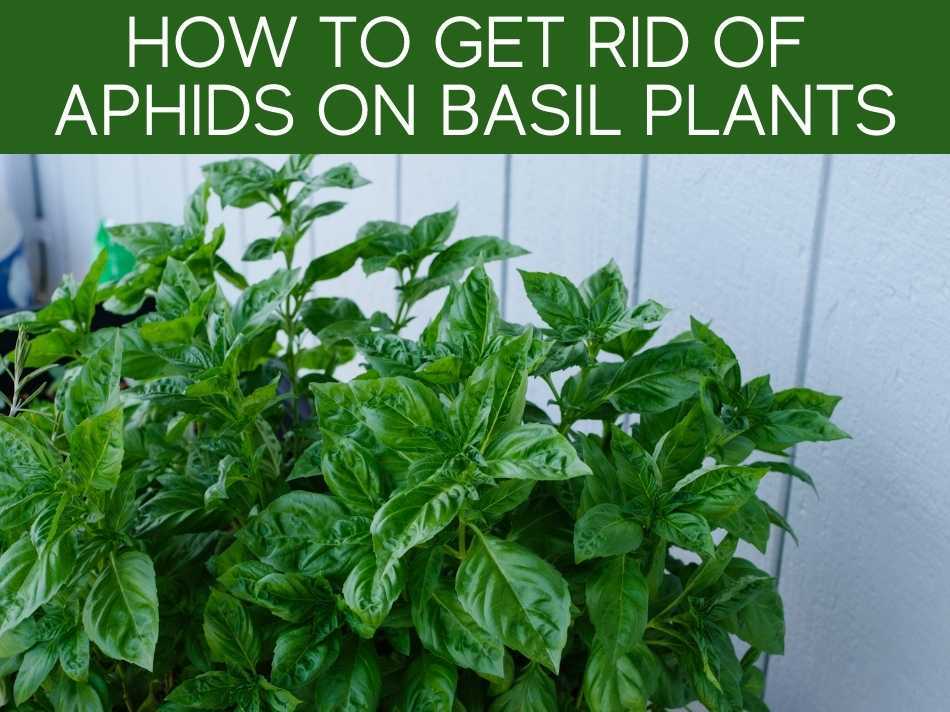 How To Get Rid Of Aphids On Indoor Plants Greenhouse Today