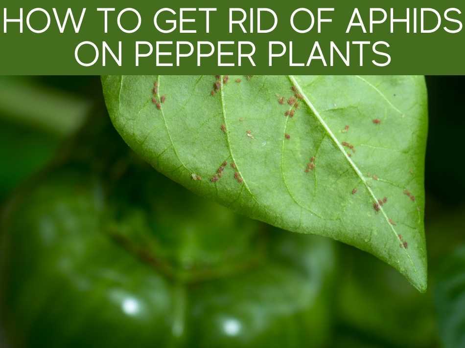 How To Get Rid Of Aphids In The Garden Greenhouse Today