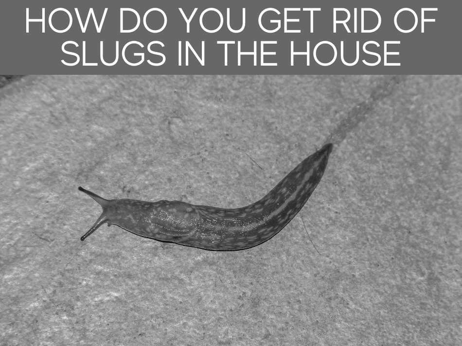 How Do I Get Rid Of Slugs Naturally (6 tried & tested methods