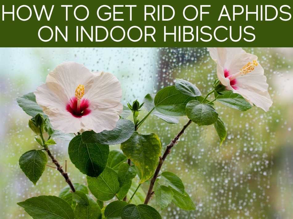 How To Get Rid Of Aphids On Indoor Plants Greenhouse Today