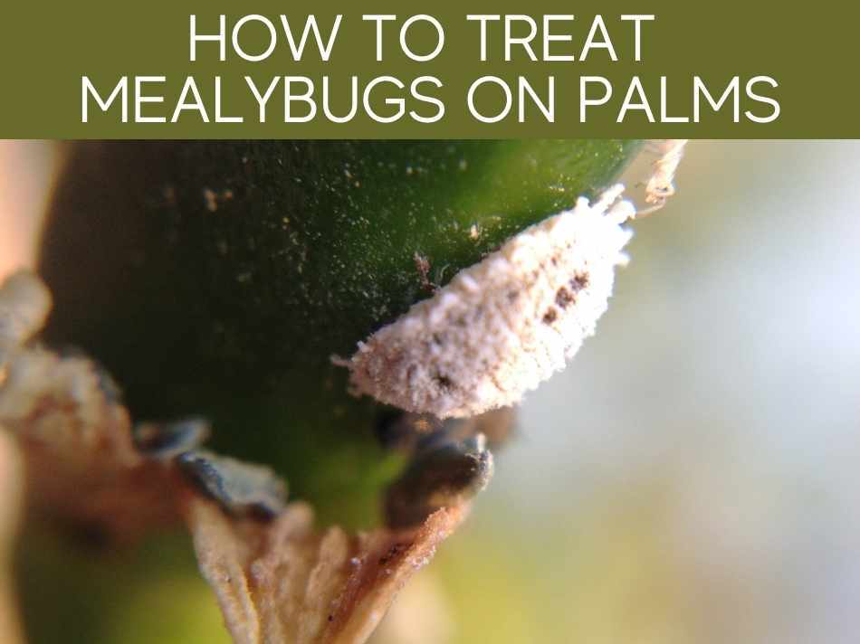 How To Get Rid Of Spider Mites On Palm Tree? Greenhouse Today