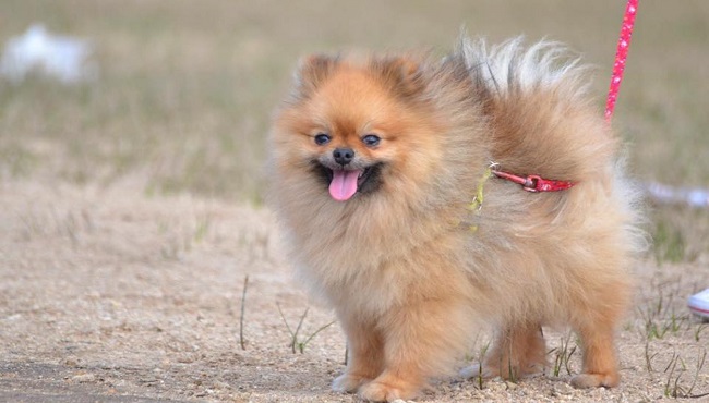 Volpino di pomerania caratteristiche e prezzo del cane