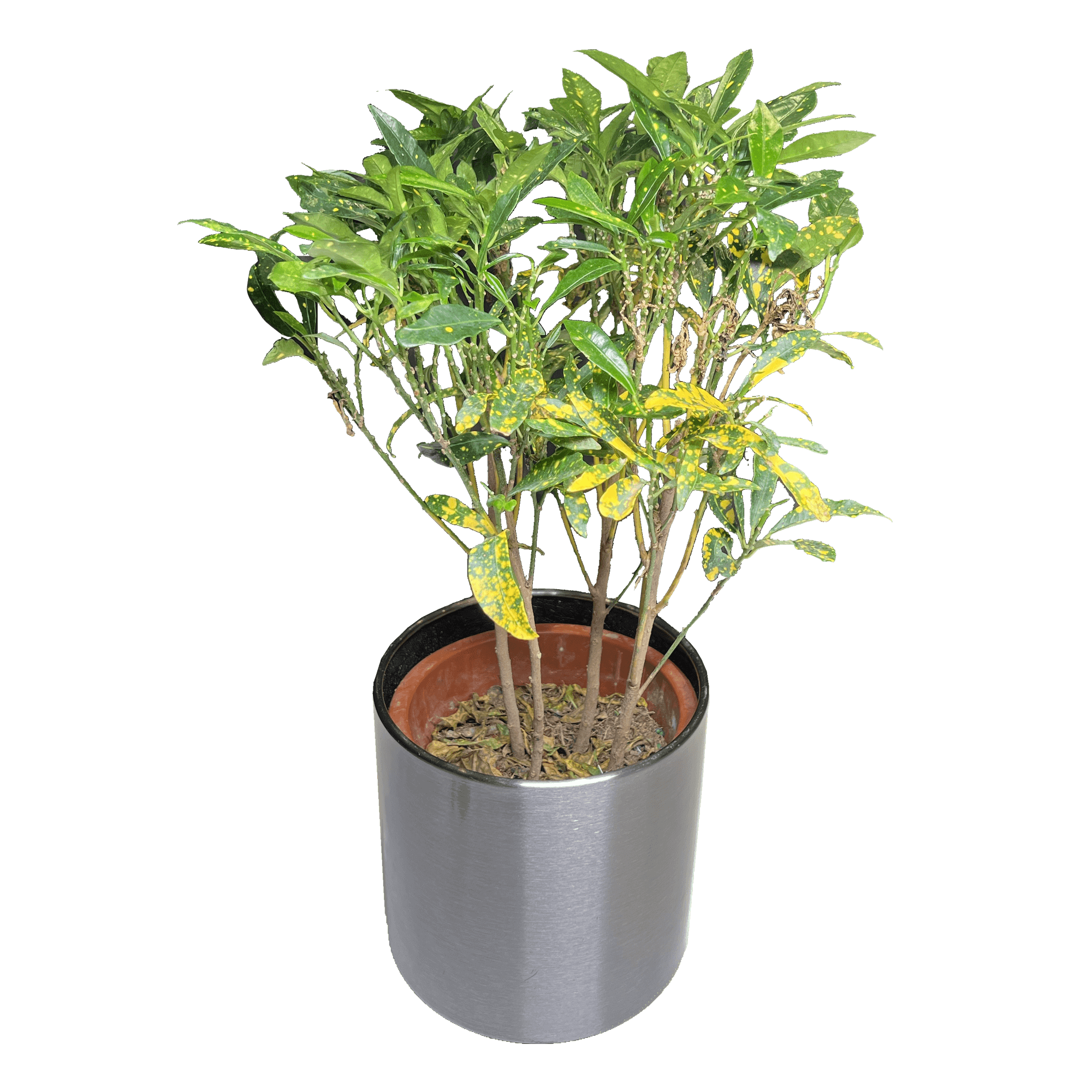 Variegated Croton Greenit Qatar