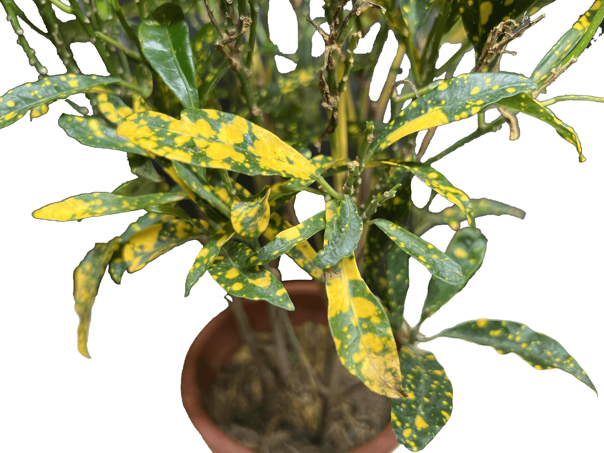 Variegated Croton Greenit Qatar