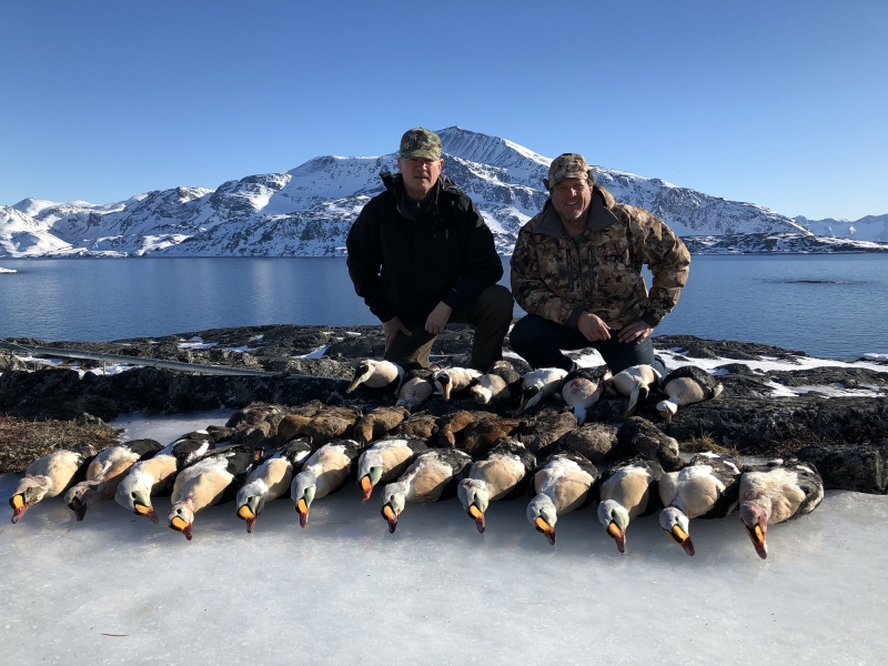 king eider hunting