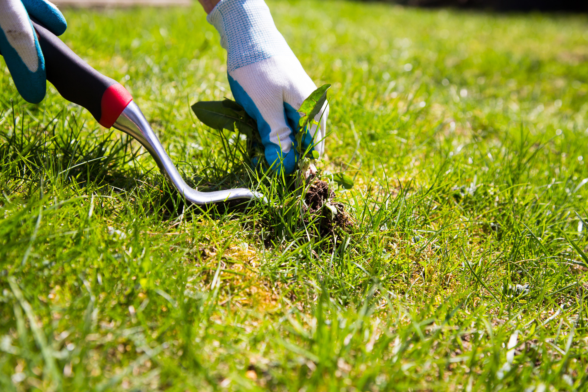 weed control Green Lawn Fertilizing