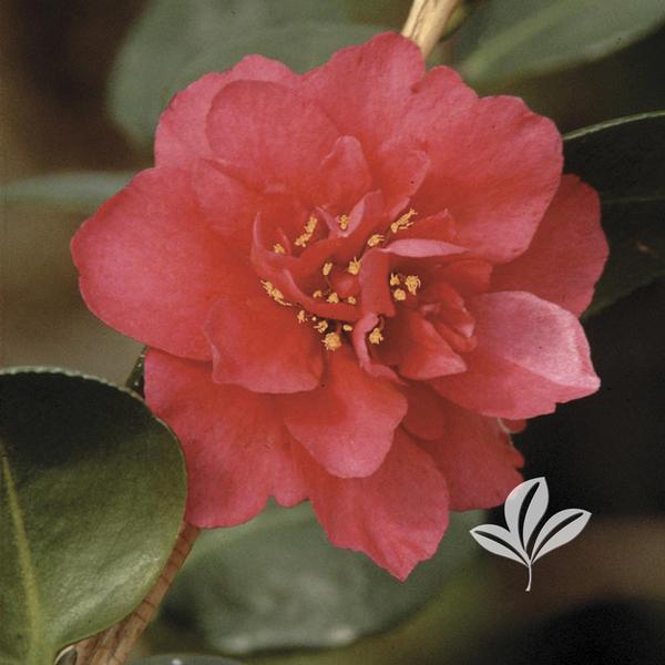 Camellia Camellia sasanqua 'Bonanza' BONANZA CAMELLIA from Greenleaf Nursery