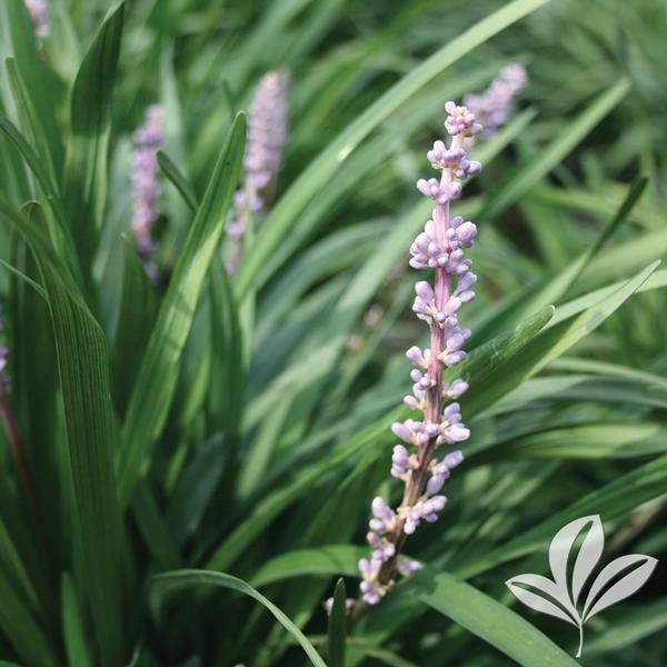 Liriope Liriope muscari 'Love Potion No.13' Emerald Goddess® Liriope