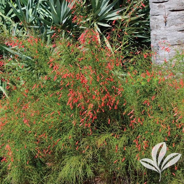 Russelia Russelia equisetiformis Scarlet Firecracker Fern from