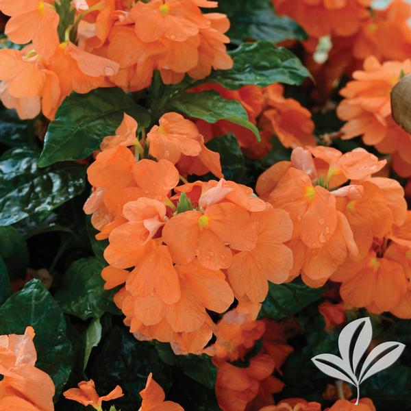 Crossandra Crossandra 'Orange Marmalade' ORANGE MARMALADE CROSSANDRA