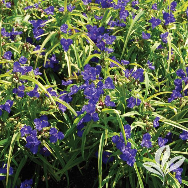 Tradescantia Tradescantia 'Sweet Kate' Sweet Kate Spiderwort from