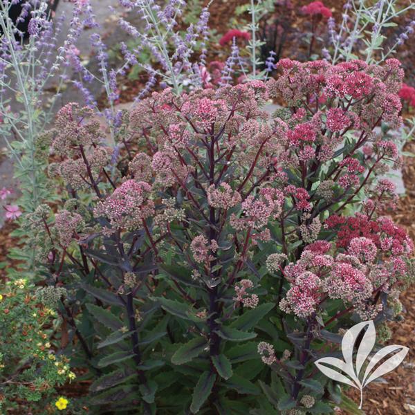 Sedum Sedum 'Purple Emperor' Purple Emperor Sedum from Greenleaf Nursery