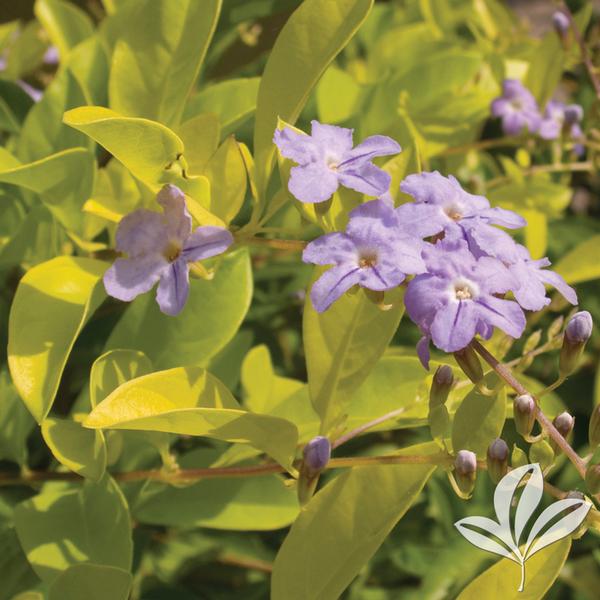 Duranta erecta 'Cuban Gold' CUBAN GOLD DURANTA from Greenleaf Nursery