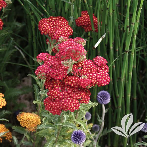 Achillea Achillea millefolium 'Red Velvet' RED VELVET YARROW from