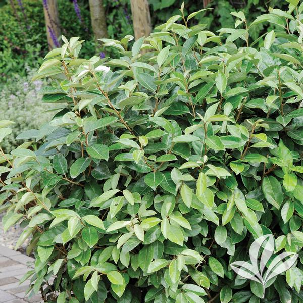 Elaeagnus Elaeagnus pungens 'Glenn St. Mary' Glenn St. Mary Compact