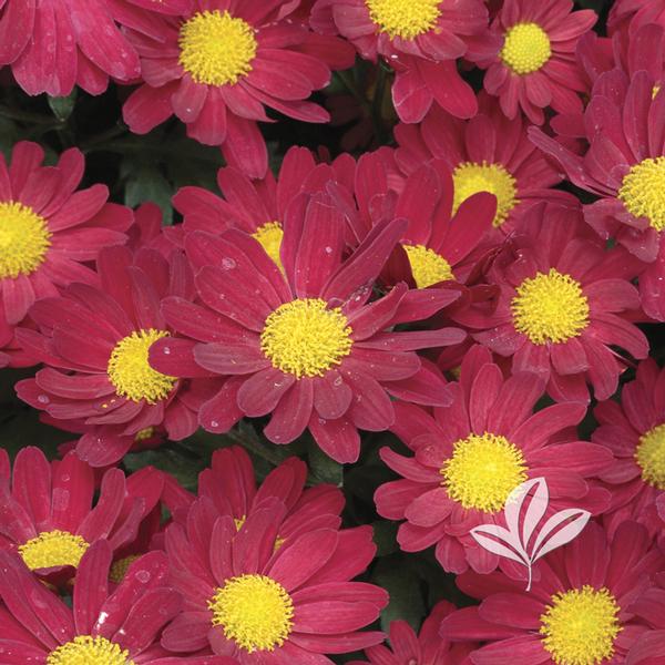 Chrysanthemum Chrysanthemum 'Yobonnie' Bonnie™ Red Garden Mum from
