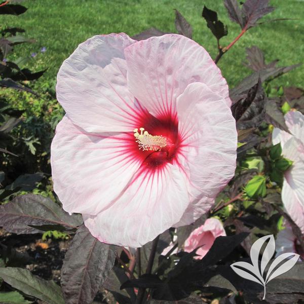 Hibiscus Hibiscus 'Kopper King' FLEMING KOPPER KING(TM) HARDY HIBISCUS