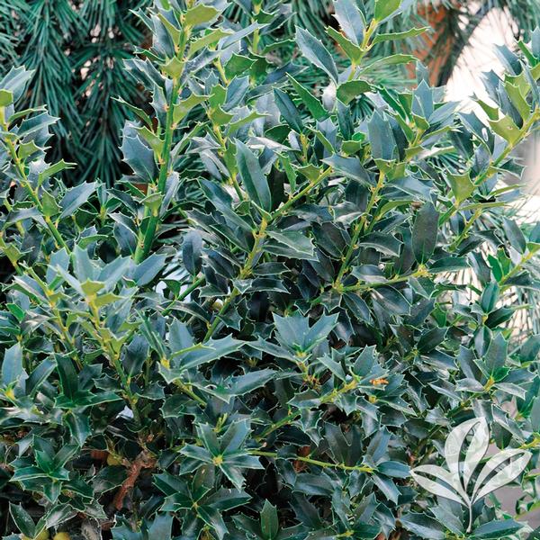 Ilex Ilex x 'HL1090' CHRISTMAS JEWEL(R) HOLLY PP14477 from Greenleaf